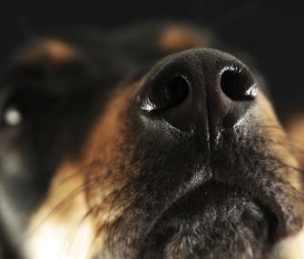 Dog nose 111883959 Nose of Dog